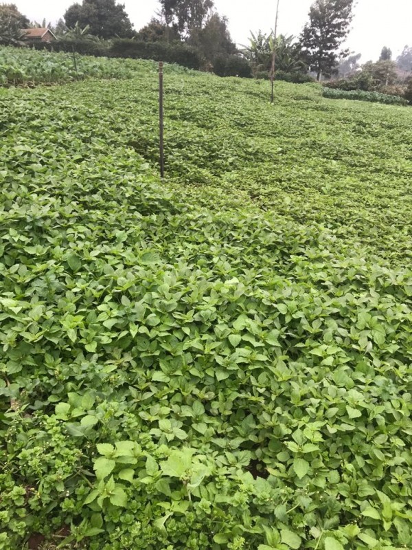 Terere from Kenya